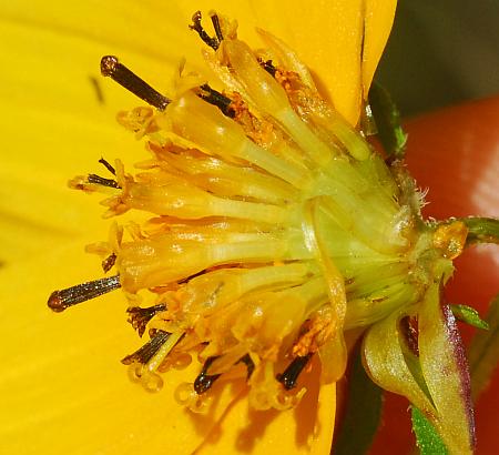 Bidens_aristosa_florets2.jpg