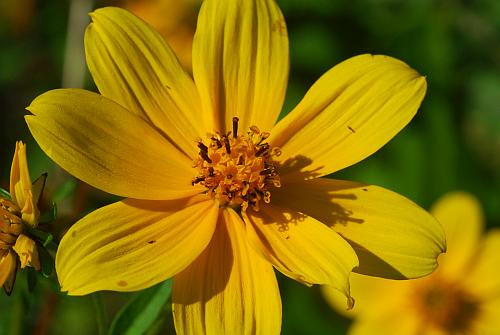 Bidens_aristosa_flowers2.jpg