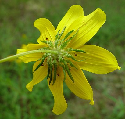 Bidens_aristosa_involucre.jpg