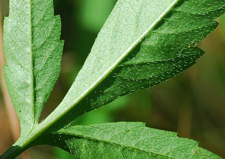 Bidens_aristosa_leaf2.jpg