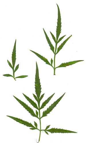 Bidens_aristosa_leaves.jpg