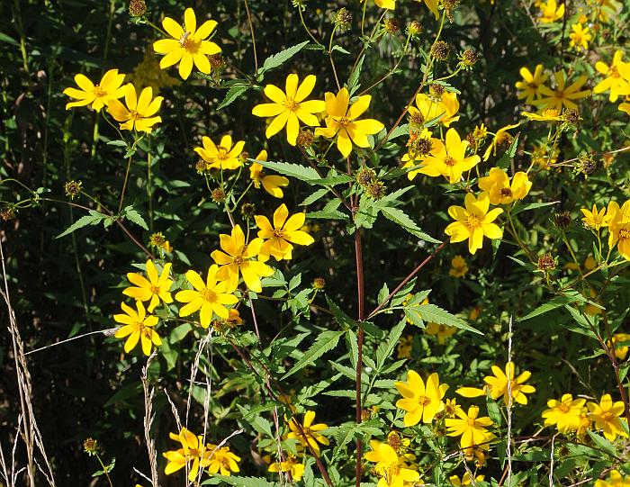 Bidens_aristosa_plant2.jpg