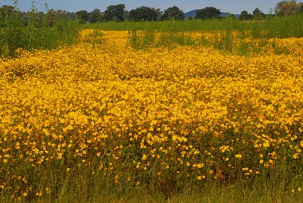 Bidens_aristosa_population.jpg