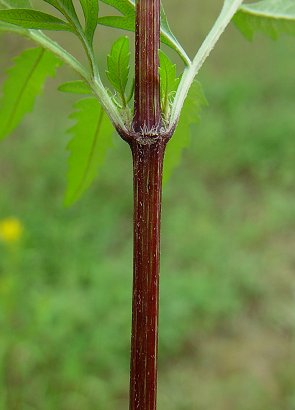 Bidens_aristosa_stem.jpg