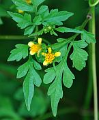 Bidens bipinnata thumbnail