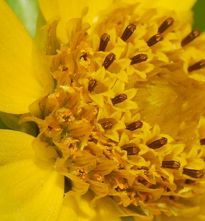 Bidens_cernua_florets.jpg