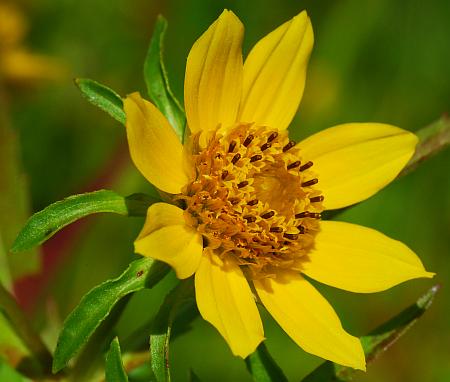 Bidens_cernua_head.jpg