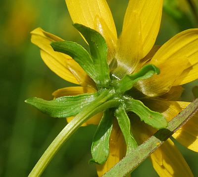 Bidens_cernua_involucre2.jpg