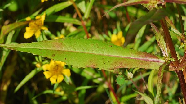 Bidens_cernua_leaf1.jpg