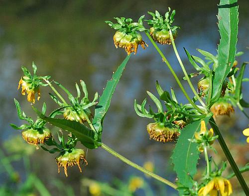 Bidens_cernua_nodding.jpg