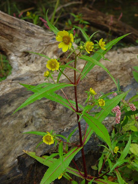 Bidens_cernua_plant.jpg