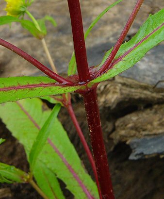 Bidens_cernua_stem.jpg