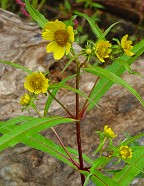 Bidens cernua thumbnail