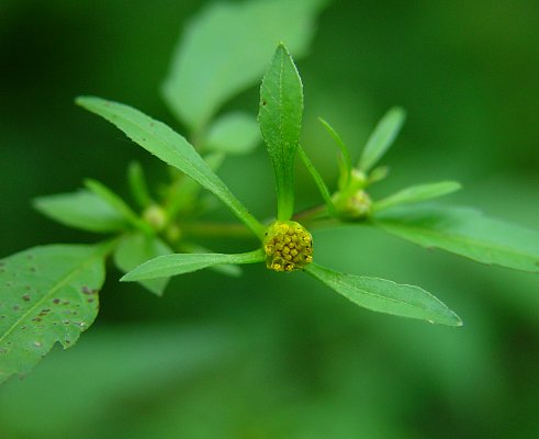 Bidens_discoidea_flowers2.jpg