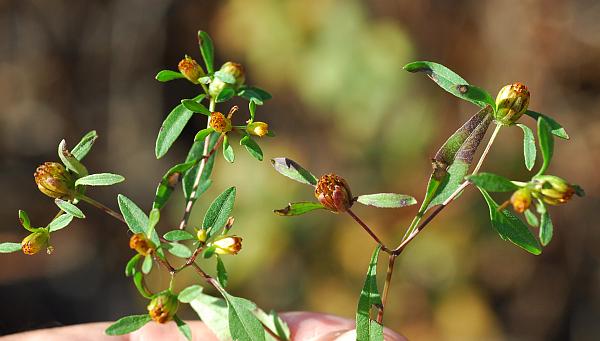 Bidens_discoidea_inflorescence.jpg