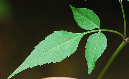 Bidens_discoidea_leaf1.jpg