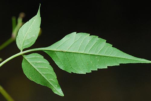 Bidens_discoidea_leaf2.jpg