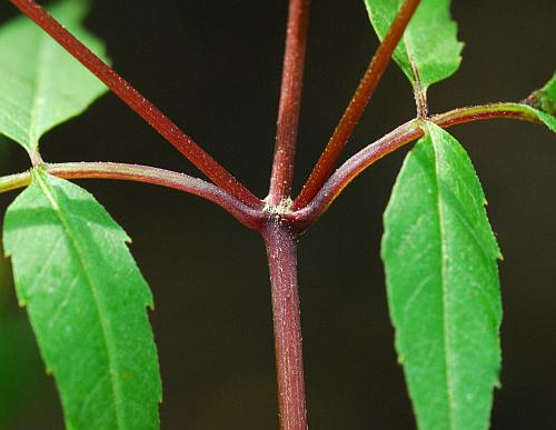 Bidens_discoidea_stem.jpg