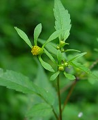 Bidens discoidea thumbnail