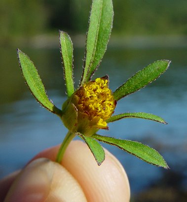 Bidens_frondosa_flower.jpg