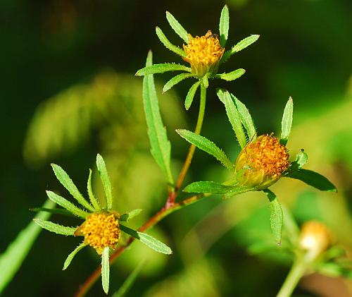 Bidens_frondosa_inflorescence.jpg