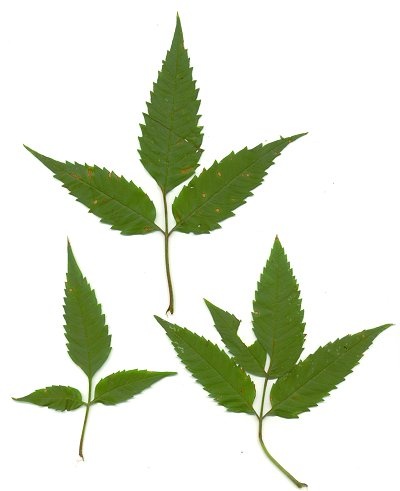 Bidens_frondosa_leaves.jpg