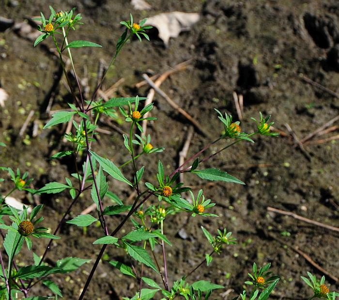 Bidens_frondosa_plant.jpg