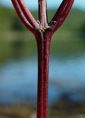 Bidens_frondosa_stem.jpg