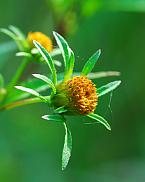 Bidens frondosa thumbnail