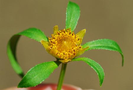 Bidens_tripartita_head.jpg