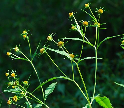 Bidens_tripartita_inflorescence.jpg