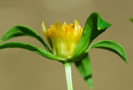 Bidens_tripartita_involucre.jpg