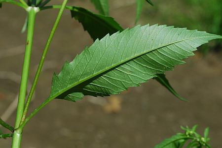 Bidens_tripartita_leaf.jpg