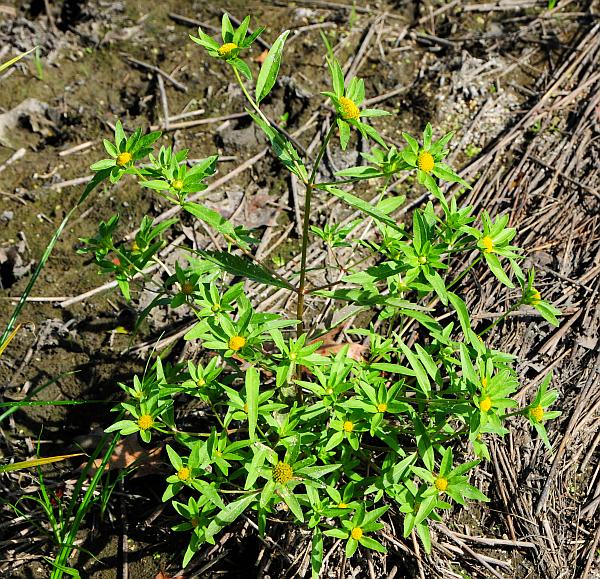 Bidens_tripartita_plant.jpg