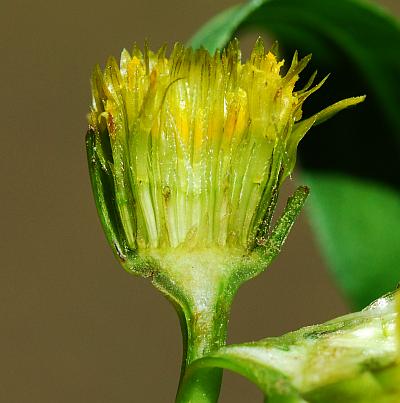 Bidens_tripartita_receptacle.jpg