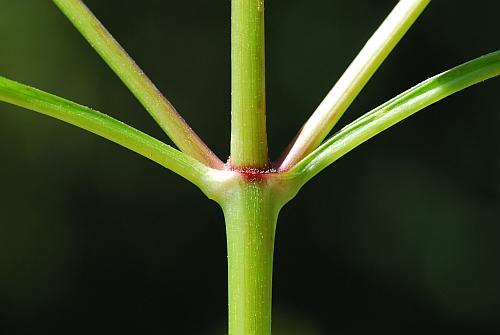 Bidens_tripartita_stem.jpg