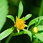 Bidens tripartita thumbnail