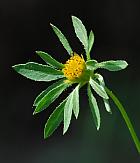 Bidens vulgata thumbnail