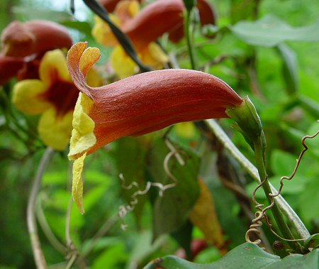 Bignonia_capreolata_flower2.jpg