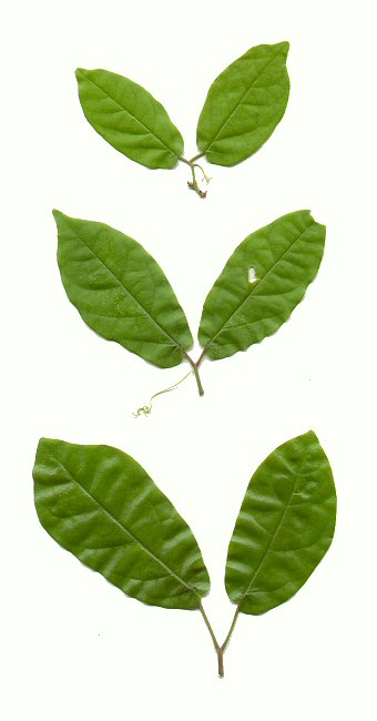 Bignonia_capreolata_leaves.jpg