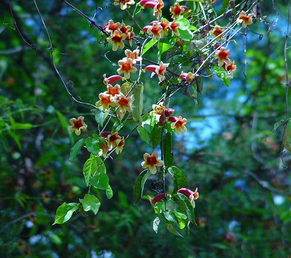 Bignonia_capreolata_plant.jpg