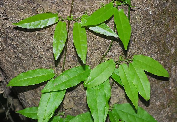 Bignonia_capreolata_stems.jpg