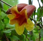 Bignonia capreolata thumbnail