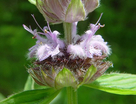 Blephilia_ciliata_flowers.jpg