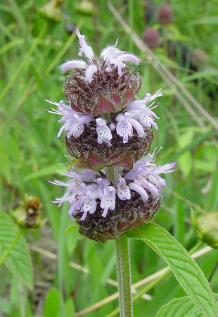 Blephilia_ciliata_inflorescence.jpg