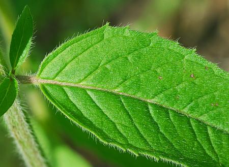 Blephilia_ciliata_leaf1.jpg