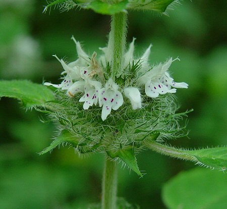 Blephilia_hirsuta_flowers.jpg