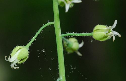 Boechera_canadensis_calyx2.jpg