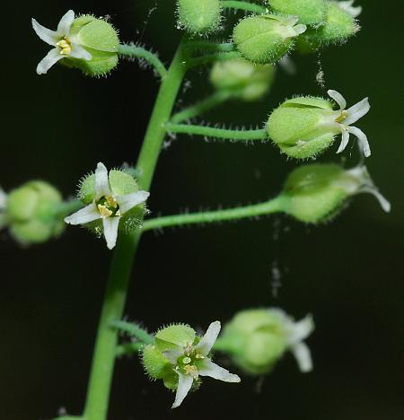 Boechera_canadensis_flower2.jpg