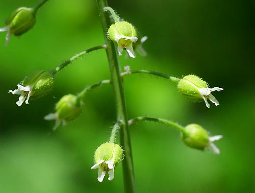 Boechera_canadensis_flowers.jpg